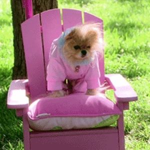 Meet your Posher, Phoebe